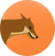 COYOTE.png