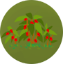 STRAWBERRY SMALL.png