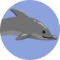 DOLPHIN LARGE.png