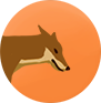 File:COYOTE.png