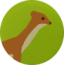 STOAT.png